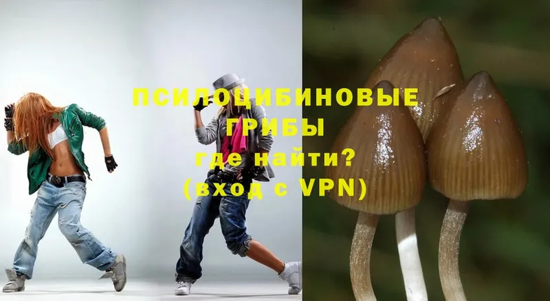 Галлюциногенные грибы Psilocybe  Кизилюрт 